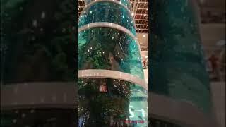 The tallest cylindrical aquarium in Moscow/ WORLD RECORDS GUINNESS