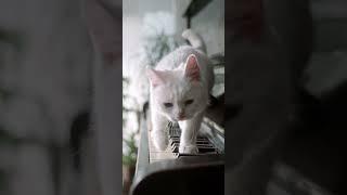 Cute cat