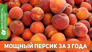 МОЩНЫЙ ПЕРСИК ЗА 3 ГОДА. ЭТО ПРОСТО! | Agro-Market.ua