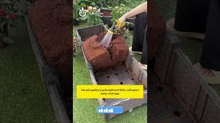 Use coco coir soil brick for your garden  #garden #namrose #gardening
