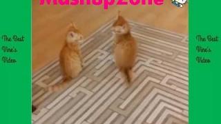 TubeSpaghetti - Funny Cats Compilation 2017 | Best Funny Cat Videos Ever Funny Vines