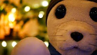 ASMR Therapy Roleplay |  Seal Therapist Eases Your Mind | Anxiety & Stress Relief