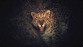 Leopard Documentary -The Keepers Of Leopard Land The USSR's plan to eradicate Amur Leopard