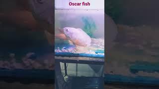 Oscar fish feed  /pc. Thamindu