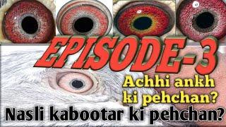 Nasli kabootar ki pehchan EPISODE-3 || Achhi ankh ki pehchan? || High flyer kabootar ki pehchan?