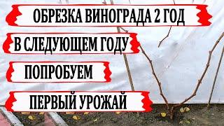  Обрезка винограда 2 год. Как обрезать мощный куст. Обрезка на урожай и на будущую формировку.