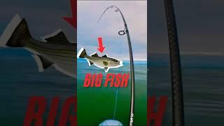 BIG FISH! #fishing #fish #stripedbass