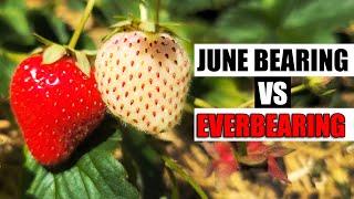 June Bearing vs Everbearing Strawberries - Garden Quickie Episode 162