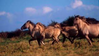 The wild horses that are rewilding Britain