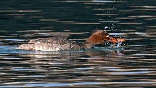 Mergus serrator  RED-BREASTED MERGANSERS diving, preening, feeding  9086745