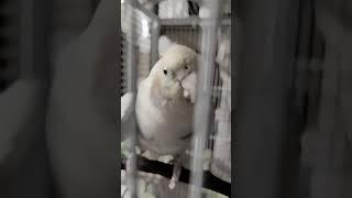 Pure awe ️ #aww #bird