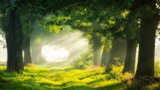 Beautiful Piano Music - Relaxing Music, Study Music, Stress Relief, Sleep Music