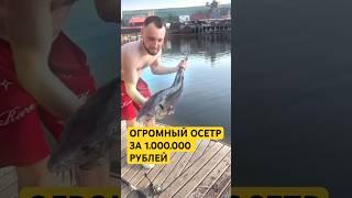 Артур Митин - Выловил ОГРОМНОГО ОСЕТРА за 1.000.000 РУБЛЕЙ на СУПЕР Удочку!  #нарезки #юмор