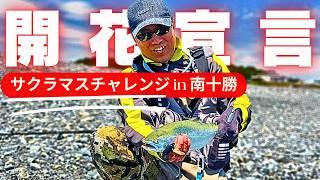 【南十勝　初海サクラマス！】渓流の女王は海でも美しかった。使用したルアーはもちろん…！？