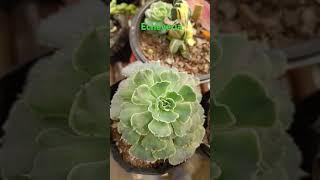 Echeveria Verities#succulent #indoor plants
