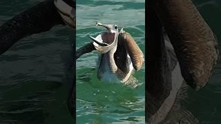 Young pelican swallows fish while!