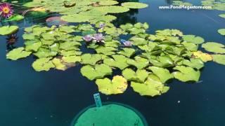 Nymphaea Debbie Ann, Hybridized Waterlily from Tim Davis