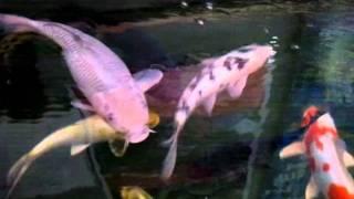 Koi fish for sale at Columbia Water Gardens