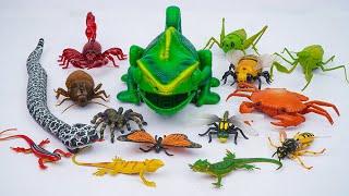 [toy asmr] Remote Controlled Gaint Chameleon & Big Robo Insect Set Playset ASMR  Review Toys
