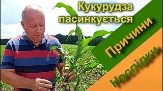 Кукурудза пасинкується. Причини та наслідки.