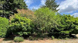 This Big Border was starting to become an Overgrown Mess!