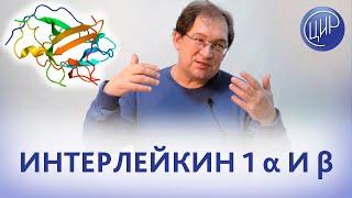 Интерлейкины 1α и 1β. Роль интерлейкинов 1α и 1β в организме. Полиморфизмы гена интерлейкина 1.