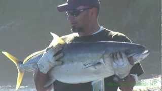 22kg YELLOWTAIL KINGFISH Handline of the Beach NZ