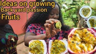 The Best way to grow backyard passion fruits. it's very Easy