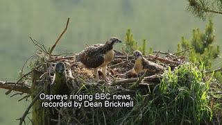 Wildlife Photography and Film, Osprey chicks ringing, Dean Bricknell / Eden images