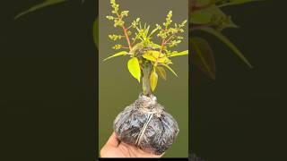 #Shorts #youtubeshorts #Mita'Sgardeningtrick #Mangorootshormone