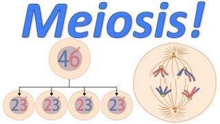 Meiosis! (Mr. W's Music Video)