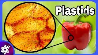 What Is Plastids And Its Types? - Plastids Structure And Function IN 3 MINUTES!
