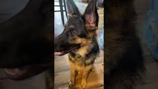 German Shepherd tries new treats *hates them all