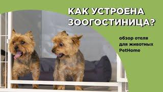 Как устроена зоогостиница? Обзор отеля для животных PetHome