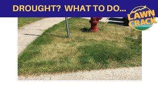 How to Make Money During a Drought in Lawn Care - What you can do...