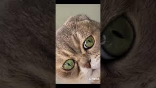 Смешные Коты Tik Tok - Лучшие приколы | Funny cats compilation. Подборка #3