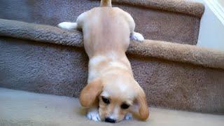 Top FUNNY PUPPIES Caught Being Absolutely Ridiculous  Funniest Animal Videos