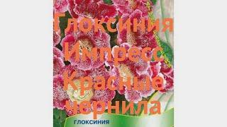 Глоксиния обыкновенный Импресс Красные чернила  обзор: как сажать, семена глоксинии