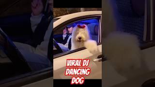 DJ dancing dog going viral #china #pets #pet #dance #dj