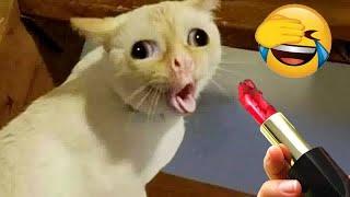 Cute and funny animals video compilation  Best Funny Animals 2024 
