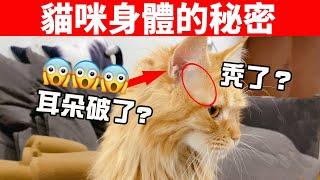 5個貓咪身體構造的冷知識，你知道幾個呢？【初識貓咪EP8】