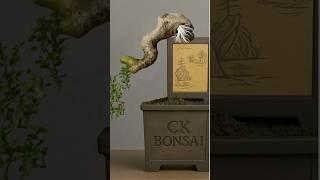 Step-by-Step: Creating a Waterfall Bonsai from a Trunk Air Layer #bonsai #plants