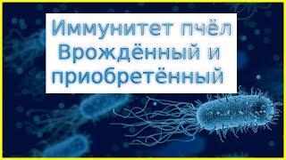  Болезни пчёл. Врождённый и приобретённый иммунитет 