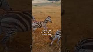 Zebras Uncovered: What is in Their Stripes?