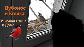 Охота за Голосами - Необычное Поведение "Дубаря" и Новая Птица