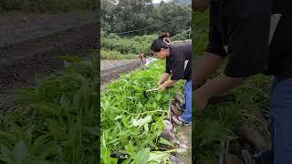 Harvesting kangkong here in korea province #shorts #korea #province