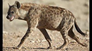 Гиена .  Hyena