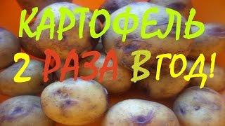 Картофель 2 раза в год! Мини обзор грядок возле родительского дома! Михалыч карлсона вызывали!