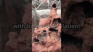 Silent Destroyers: The Shocking Truth About Termites!