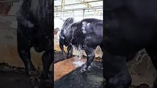 Black  jet bulls #cow #cattle #bull #kboy #cowvideo #farmanimals #viral #animals #ytstudio #2024